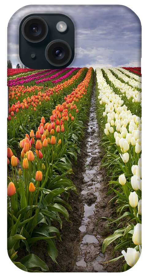 Tulips iPhone Case featuring the photograph Sea of Color by Michael Dawson