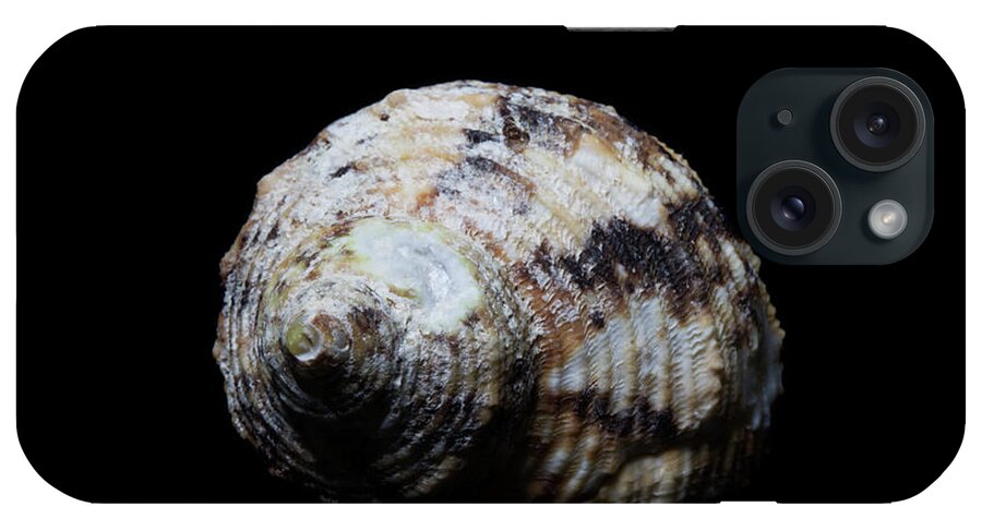 Sea Shell iPhone Case featuring the photograph Sea Shell 5 by David Stasiak