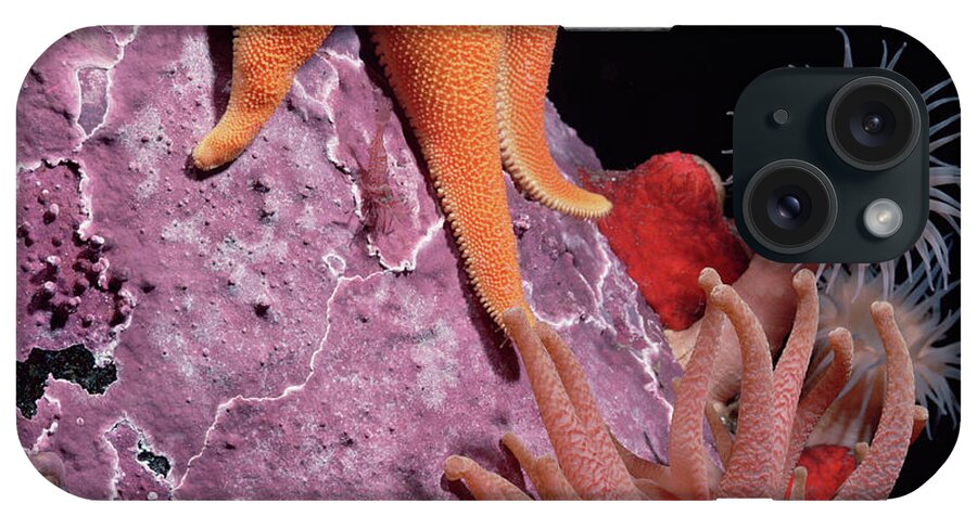 Mp iPhone Case featuring the photograph Sea Star and Anemones Baffin Isl by Flip Nicklin