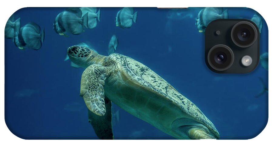 Sea Turtle iPhone Case featuring the photograph Sea Turtle by Barbara Bowen