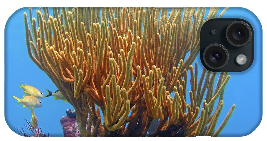 Underwater iPhone Case featuring the photograph Sea Whip by Daryl Duda
