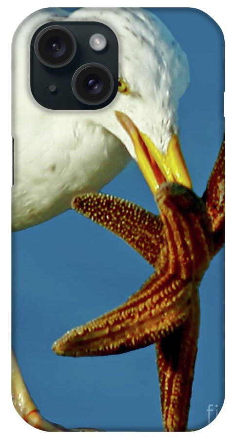 Bird iPhone Case featuring the photograph Seagull Dancing with a Starfish by Carol F Austin