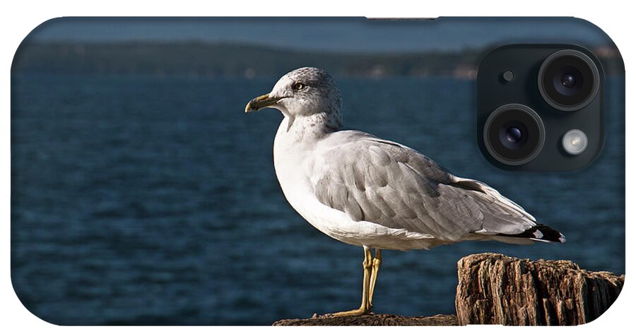 Seagull iPhone Case featuring the photograph Seagull Rest by Mim White
