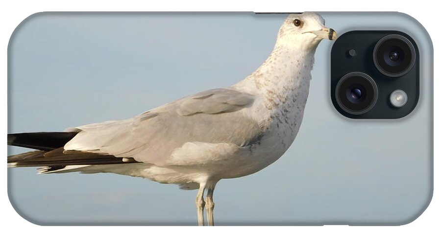 Seagull iPhone Case featuring the photograph Seagull by Vicki Lewis