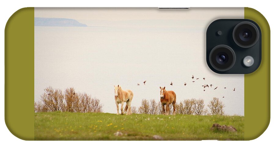 Horses iPhone Case featuring the photograph Seahorse by Sue Long