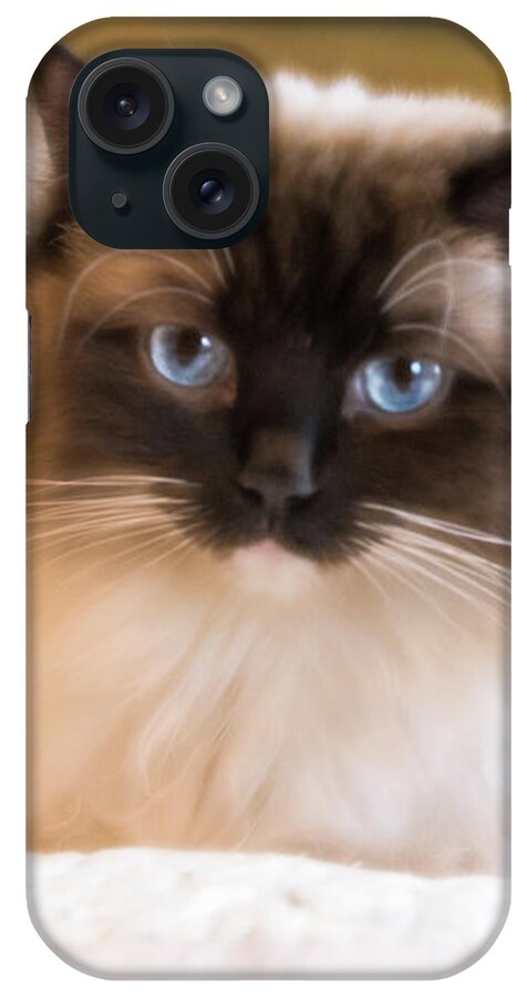 Cat iPhone Case featuring the photograph Seal Point Bicolor Ragdoll Cat by Jennifer Grossnickle