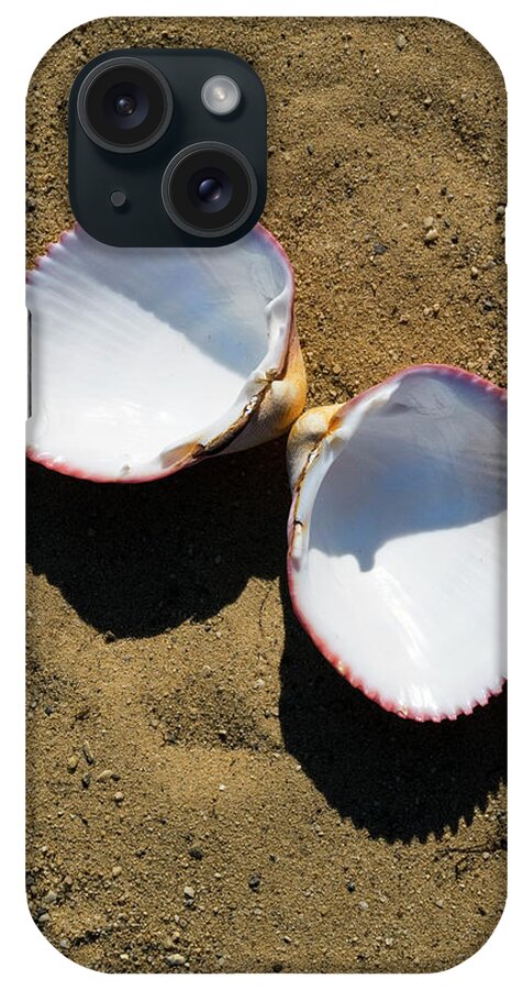 Seashell iPhone Case featuring the photograph Seashell Cardium Psudolima by Frank Wilson