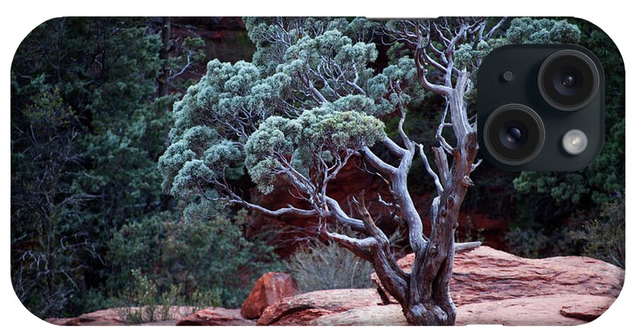 Tree iPhone Case featuring the photograph Sedona Tree #3 by David Chasey