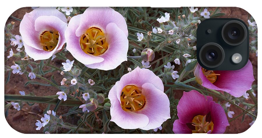 00173992 iPhone Case featuring the photograph Sego Lily Group State Flower Of Utah by Tim Fitzharris