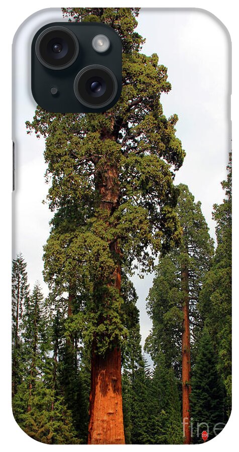 Sequoia National Park iPhone Case featuring the photograph Sequoia Tree 6615 by Jack Schultz
