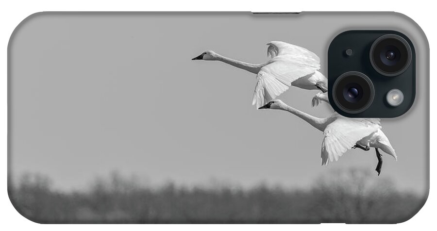 Tundra Swans (cygnus Columbianus) iPhone Case featuring the photograph Setting Down 20176-1 by Thomas Young