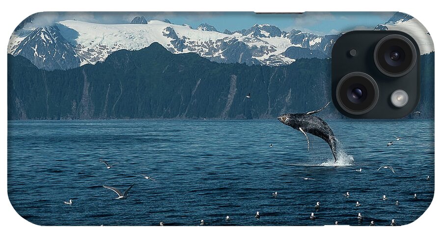 Alaska iPhone Case featuring the photograph Seward Whale Breach by Ian Johnson