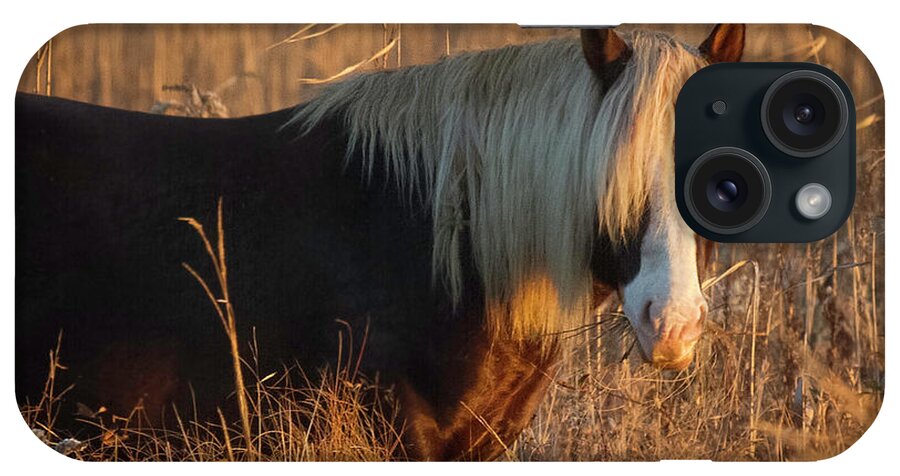 Wild Pony iPhone Case featuring the photograph Shaggy Wild Pony II by Karen Jorstad