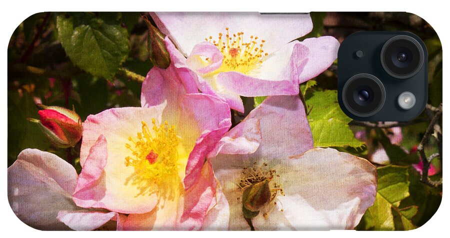 Rose iPhone Case featuring the photograph Shakespeares Summer Roses by Brenda Kean