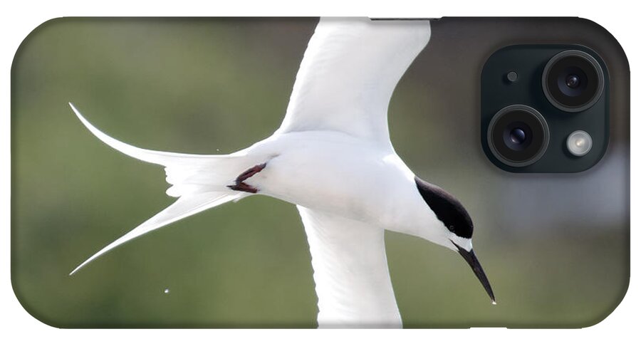 Darin Volpe Animals iPhone Case featuring the photograph Sharp Left Tern -- White-Fronted Tern in Port Chalmers, New Zealand by Darin Volpe