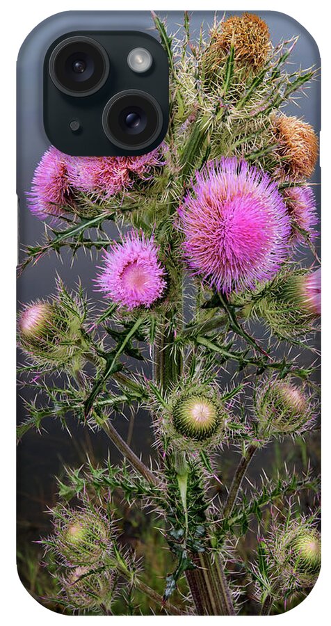 Nature iPhone Case featuring the photograph Sharp Thistle by Arthur Dodd