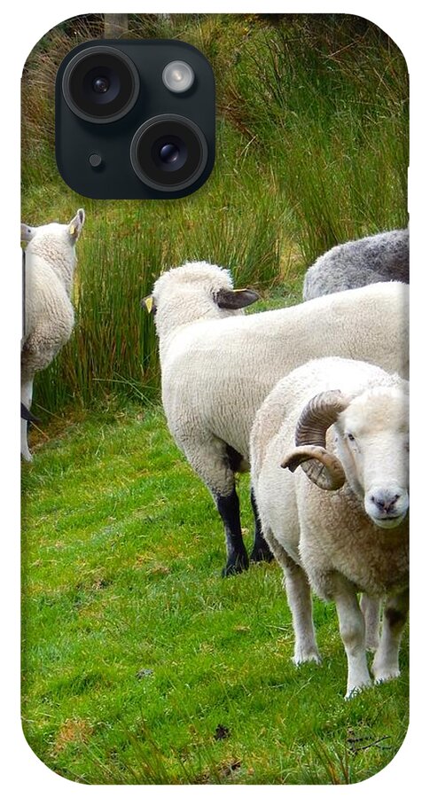 Ireland iPhone Case featuring the photograph Sheep with culed horns by Sue Morris