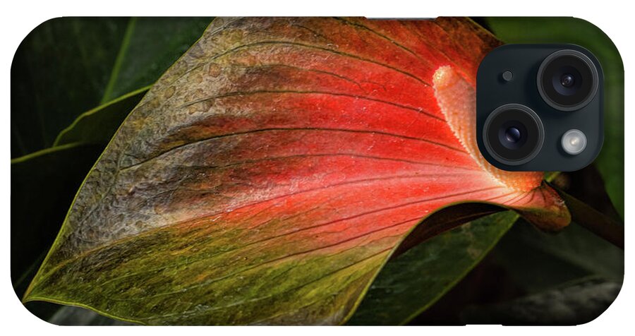 Flamingo Lily iPhone Case featuring the photograph Shine a Light by Marilyn Cornwell
