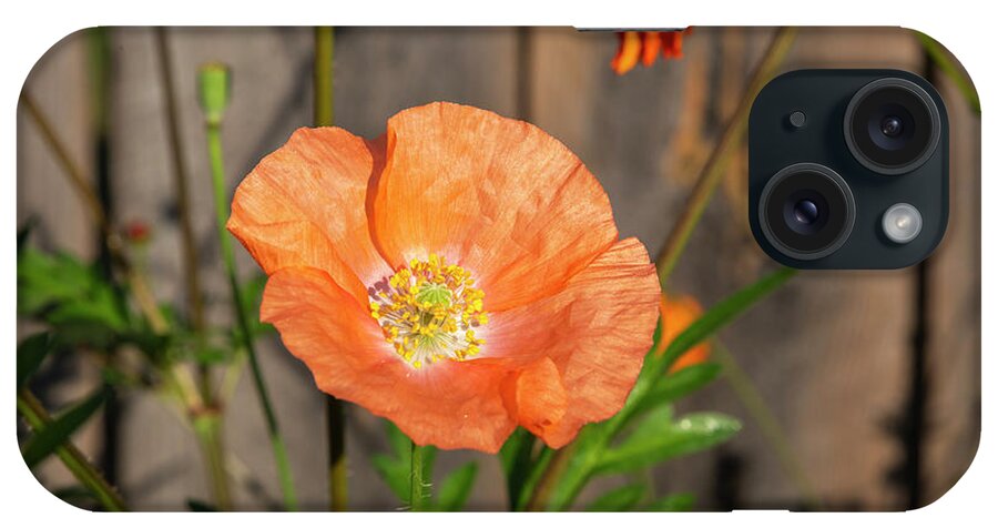 Shirley Poppy iPhone Case featuring the photograph Shirley Poppy 2018-12 by Thomas Young