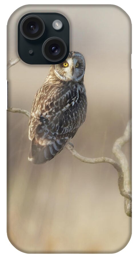 Owl iPhone Case featuring the photograph Short-eared Owl by Angie Vogel