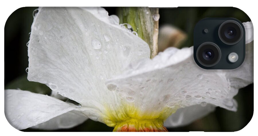 Flowers iPhone Case featuring the photograph Showered Daffodil by Michael Friedman
