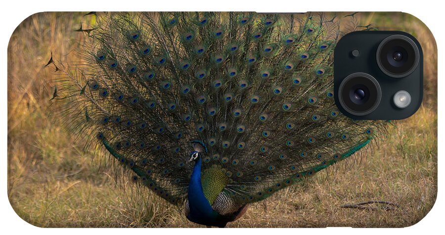 Peacock iPhone Case featuring the photograph Showoff by Ramabhadran Thirupattur