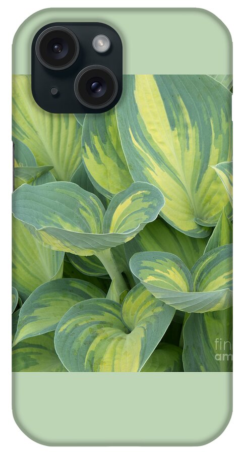 Hostas iPhone Case featuring the photograph Showy Perennial by Ann Horn
