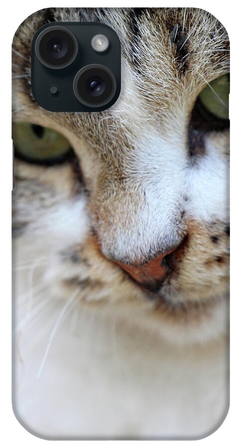 Cat iPhone Case featuring the photograph Shyness by Munir Alawi