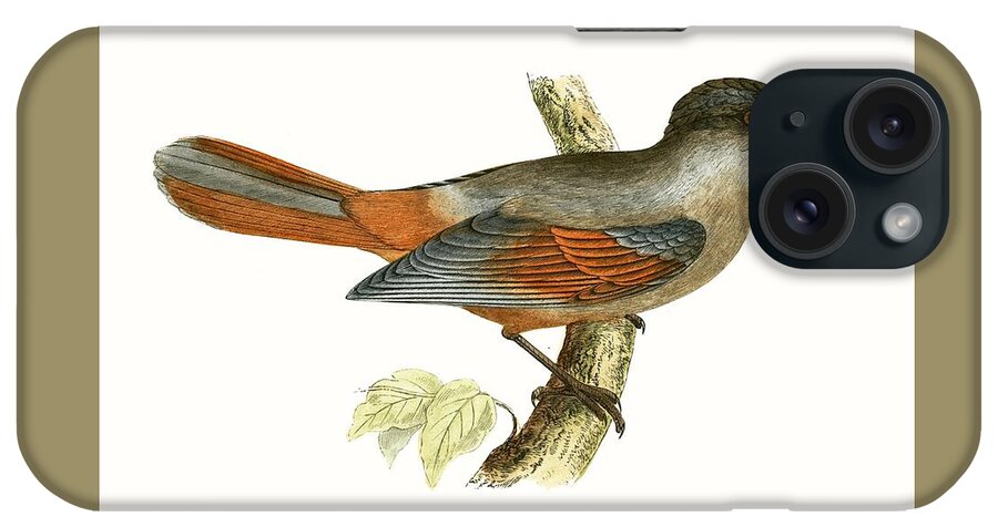 Bird iPhone Case featuring the painting Siberian Jay by English School