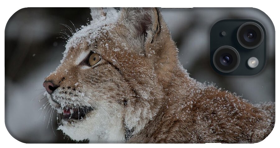 Montana iPhone Case featuring the photograph Siberian Lynx Kitten 7543 by Teresa Wilson