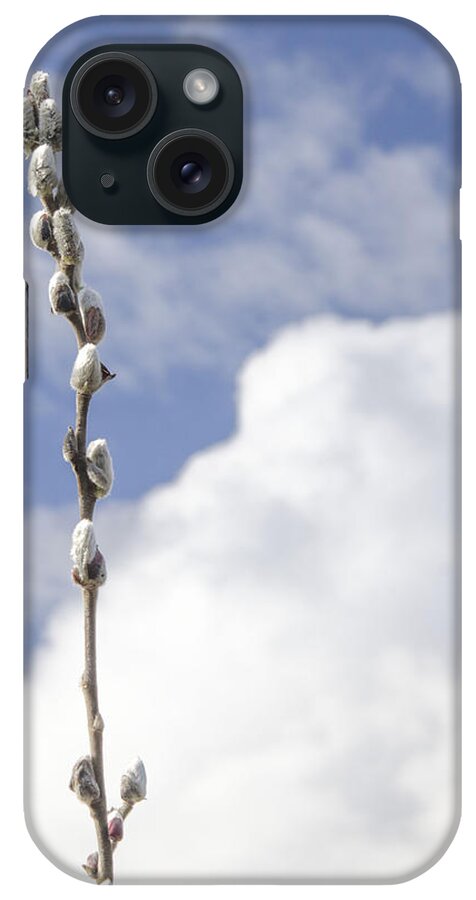 Pussywillow iPhone Case featuring the photograph Signs of Spring 2 by Kathy Paynter