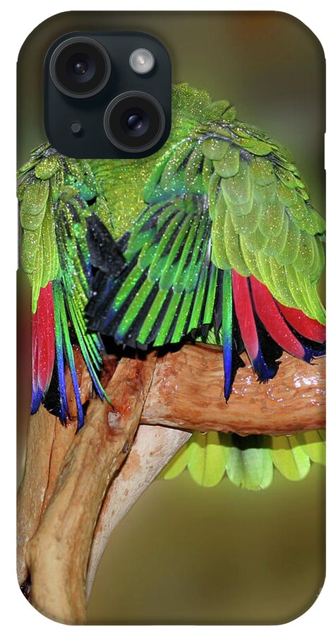 Parrot iPhone Case featuring the photograph Silly Amazon Parrot by Smilin Eyes Treasures