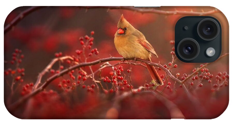 Cardinal iPhone Case featuring the photograph Simple Beauty by Rob Blair