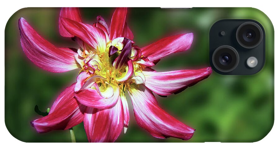 Flower iPhone Case featuring the photograph Simply Gorgeous by Teresa Zieba