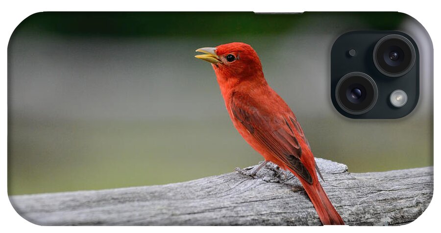 Wildbirdphotographs iPhone Case featuring the photograph Singing Summer Tanager On A Fence Shiloh Tennessee 052120152581 by WildBird Photographs