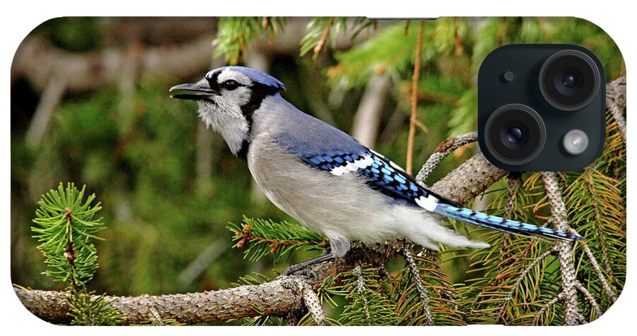 Blue Jay iPhone Case featuring the photograph Singing The Blues by Debbie Oppermann