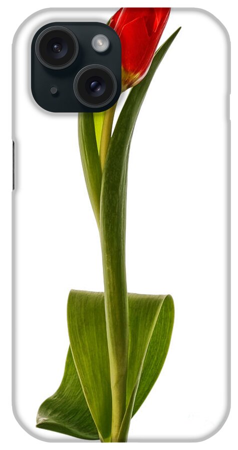 Botanical iPhone Case featuring the photograph Single Red Tulip by Ann Garrett