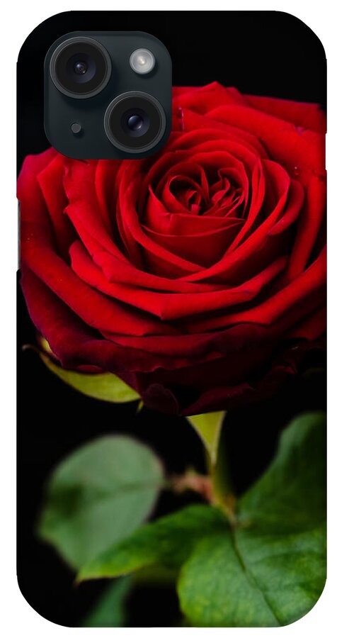 Rose iPhone Case featuring the photograph Single Rose by Miguel Winterpacht