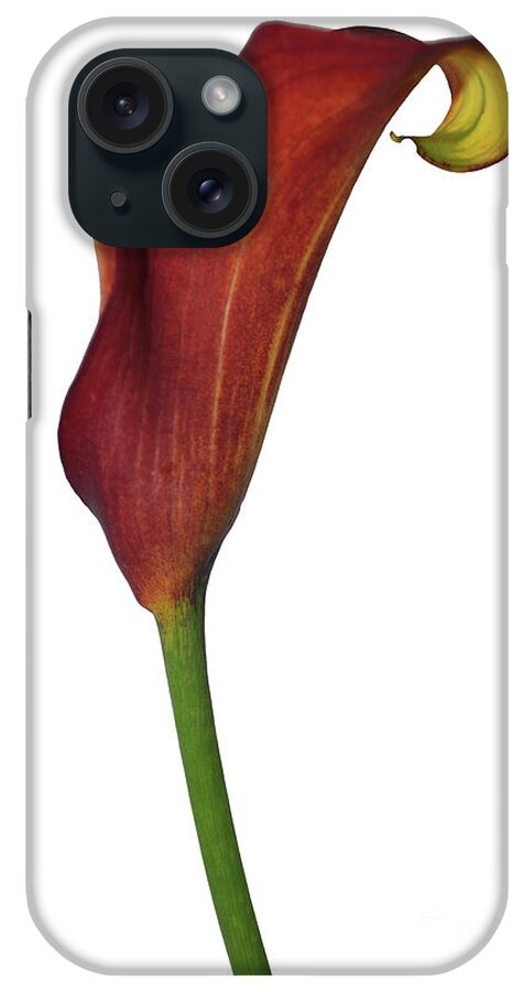 Rust iPhone Case featuring the photograph Single Rust Calla Lily Stem by Heather Kirk