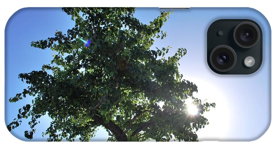 Tree iPhone Case featuring the photograph Single Tree - Sun and Blue Sky by Matt Quest