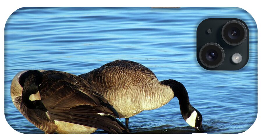 Geese iPhone Case featuring the photograph Sipping and Preening on the Beach by Kimmary MacLean