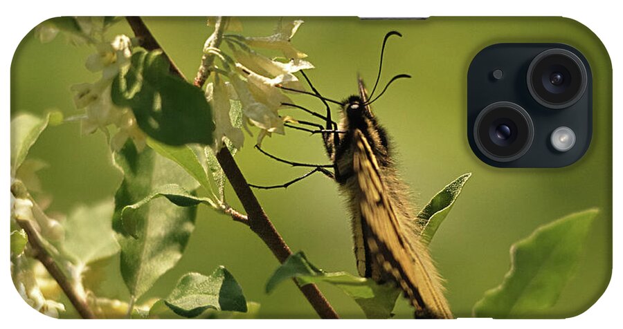 Nature iPhone Case featuring the photograph Sipping in the Shade by Sue Capuano