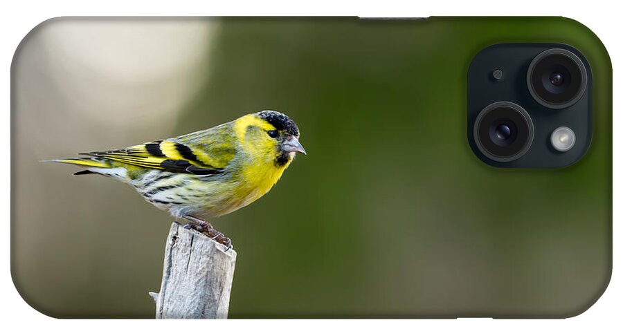 Siskin On Top iPhone Case featuring the photograph Siskin on top by Torbjorn Swenelius