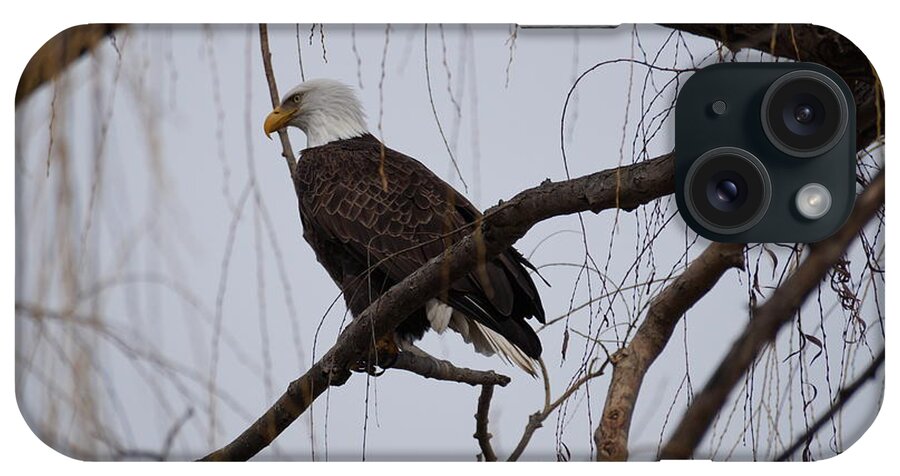Adult Eagle iPhone Case featuring the photograph Sitting Pretty by Beth Collins