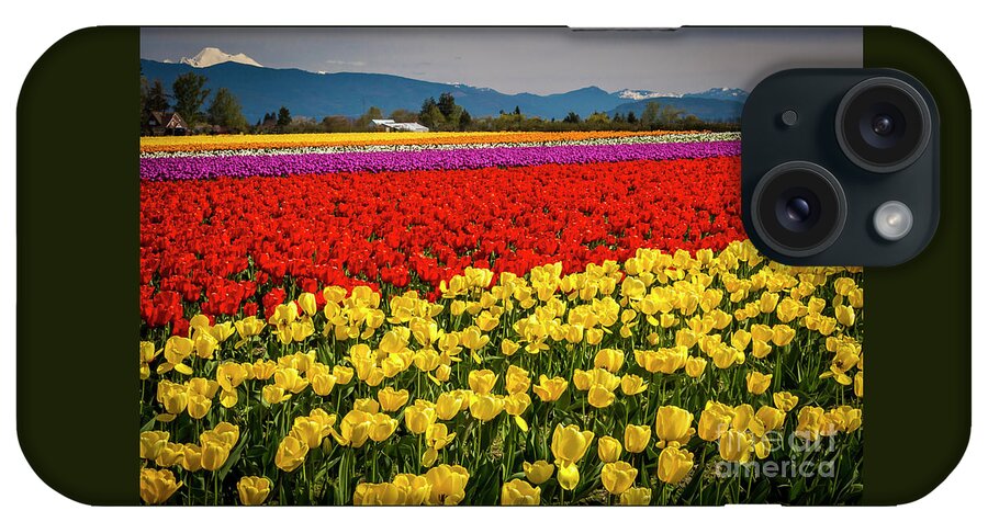 Tulips iPhone Case featuring the photograph Skagit Valley Tulips by Sal Ahmed