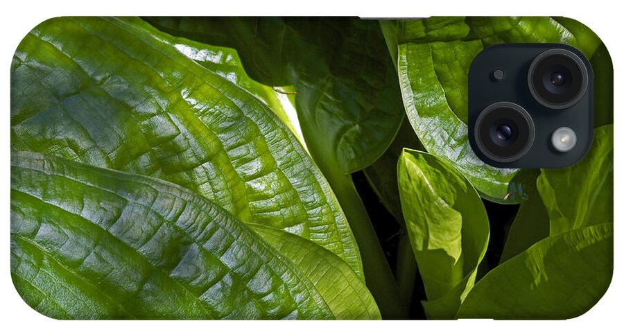 Skunk Cabbage iPhone Case featuring the photograph Skunk Cabbage Abstract by Cathy Mahnke