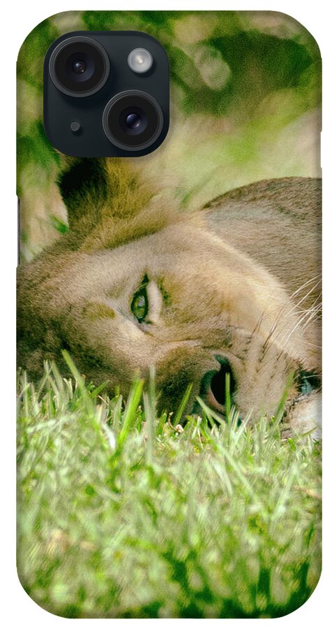 Lions iPhone Case featuring the photograph Sleeoing Lioness by Lawrence Knutsson