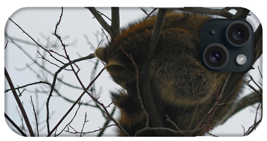 Randolph County iPhone Case featuring the photograph Sleeping Coon by Randy Bodkins