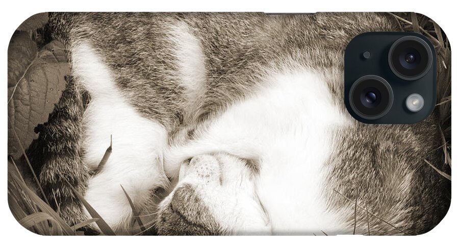 Pets iPhone Case featuring the photograph Sleeping by Daniel Csoka