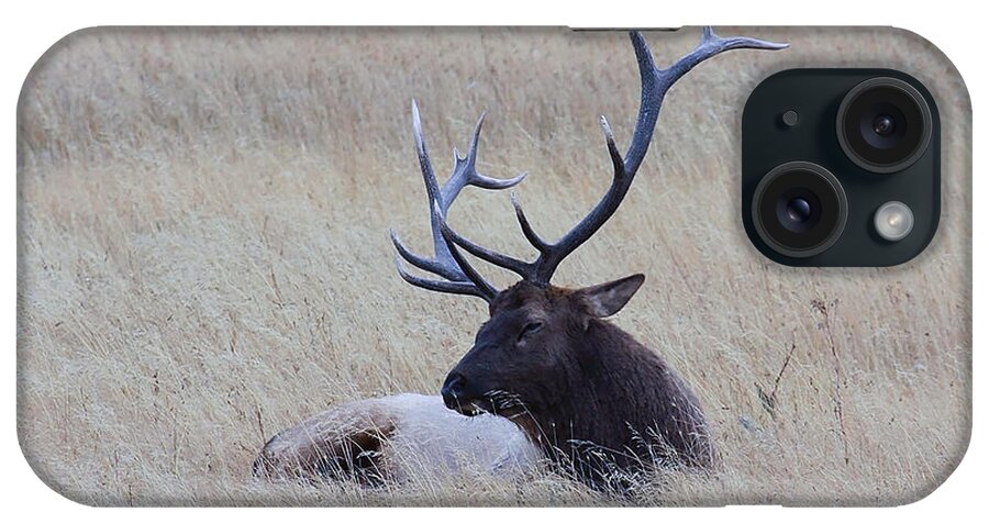Bull Elk iPhone Case featuring the photograph Sleeping Giant by Steve McKinzie
